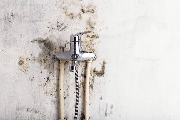 Best Local Mold Removal Service  in Fairfield Beach, OH