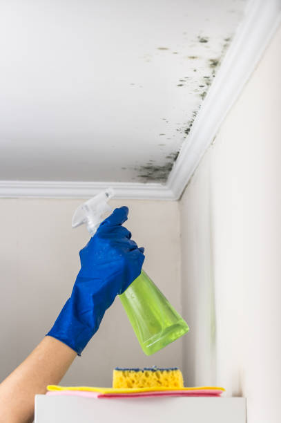 Professional Mold Removal in Fairfield Beach, OH